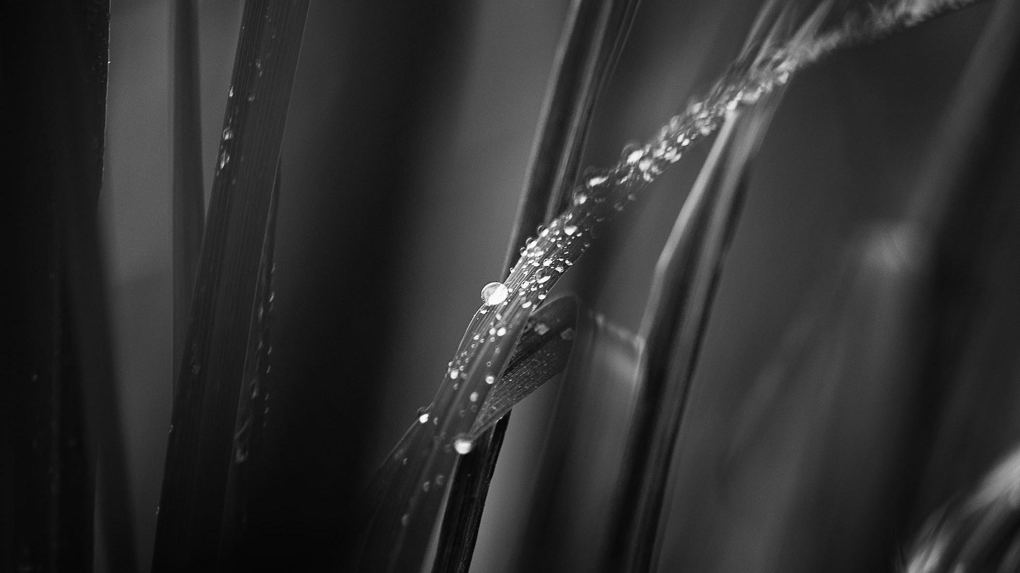 Backdrop for The Mountain's Siege