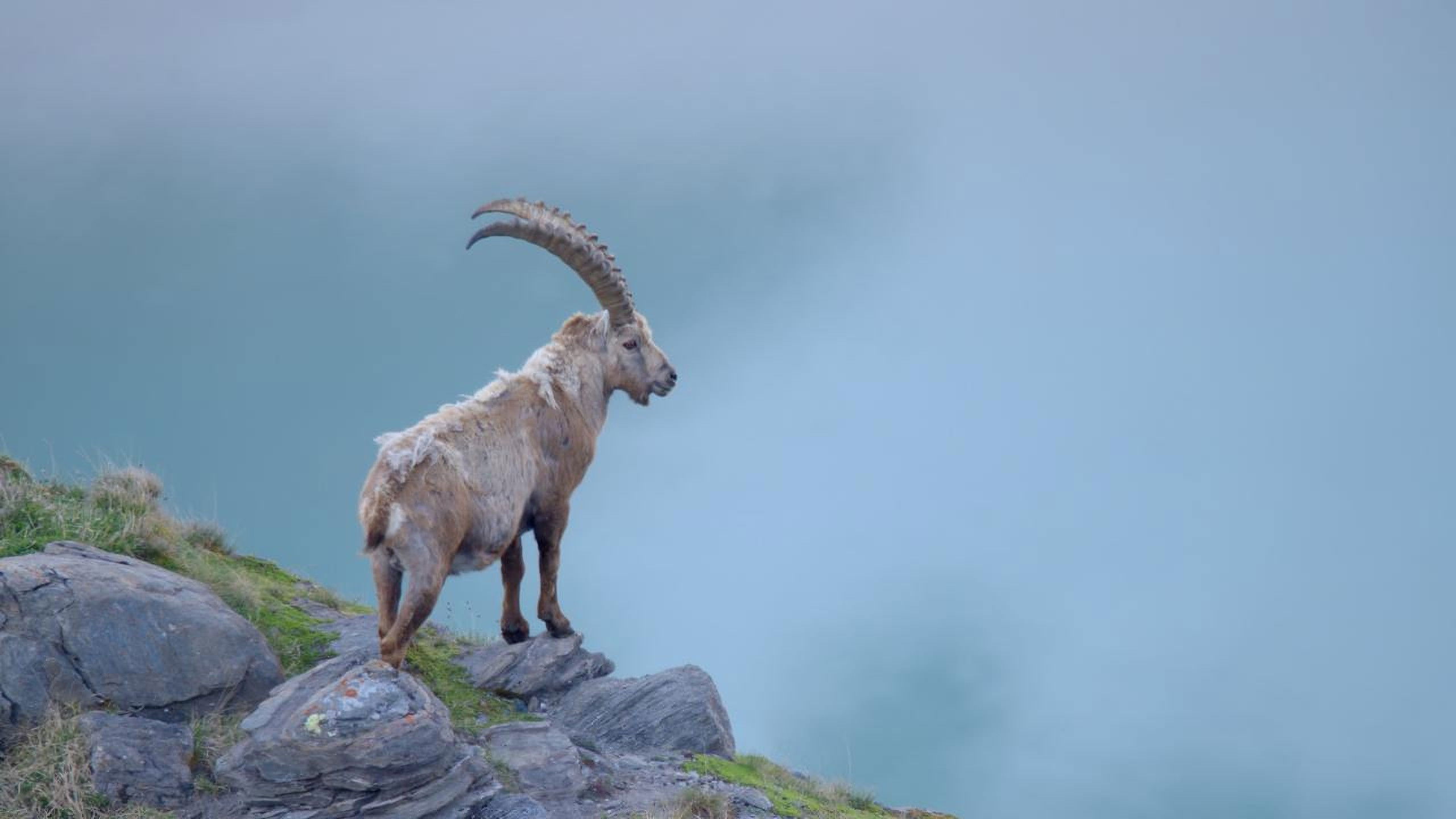 Backdrop for Austria's Wild Heritage - One Country Six National Parks
