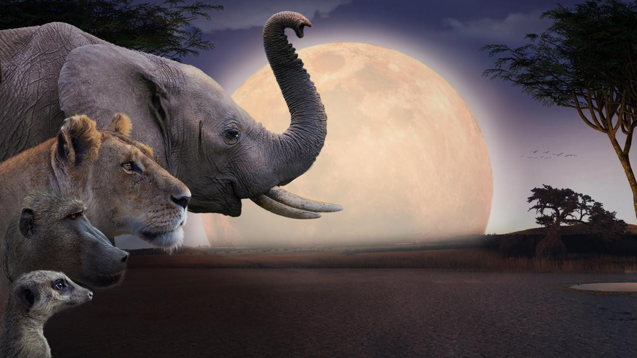 Backdrop for Kalahari, l'autre loi de la jungle