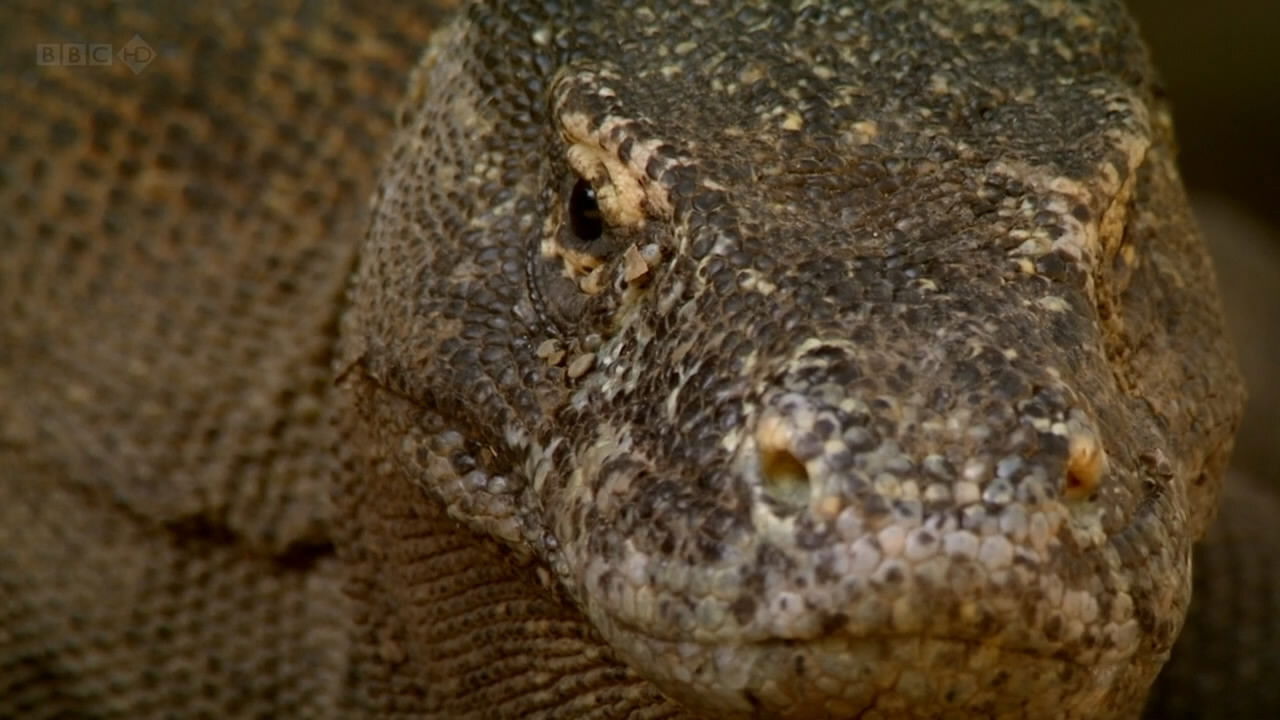 Backdrop for The Natural World--Komodo: The Deadly Bite