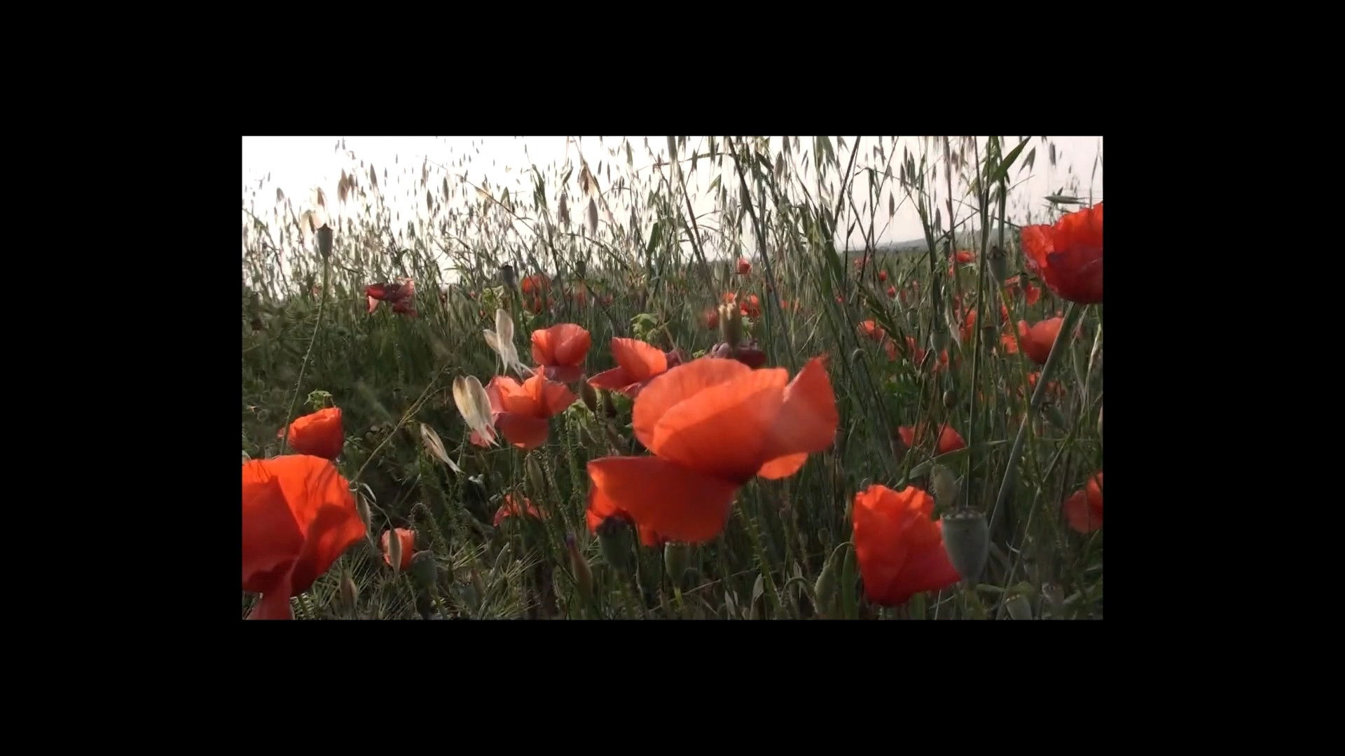 Backdrop for Vogliamo Una Vita Bella