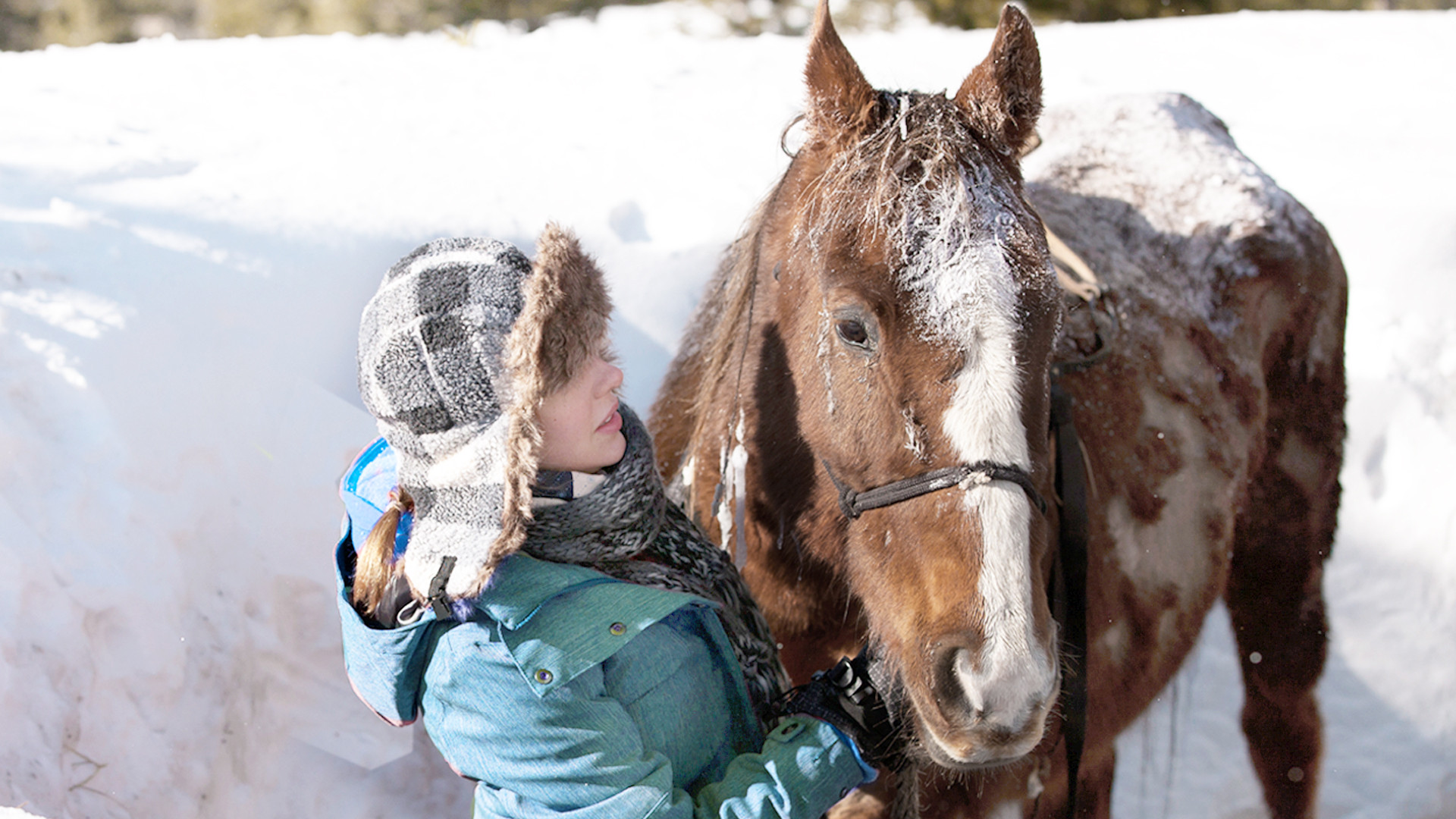 Backdrop for The Horses of McBride