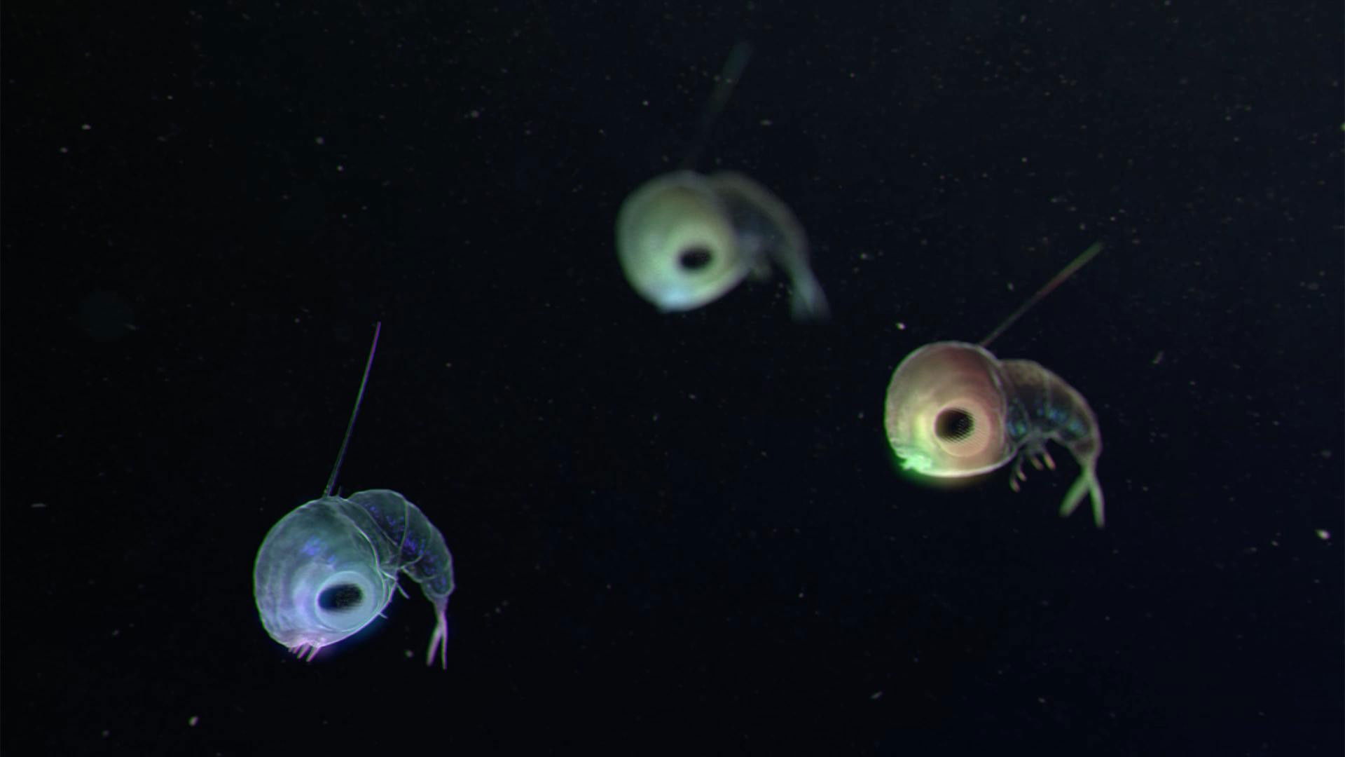 Backdrop for Drifters