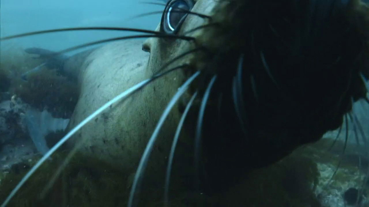 Backdrop for The Old Man and the Sea Lion