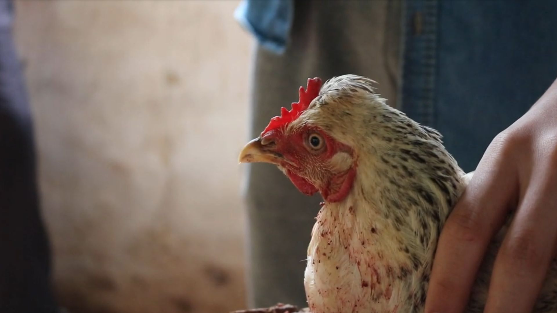 Backdrop for Dead Chicken