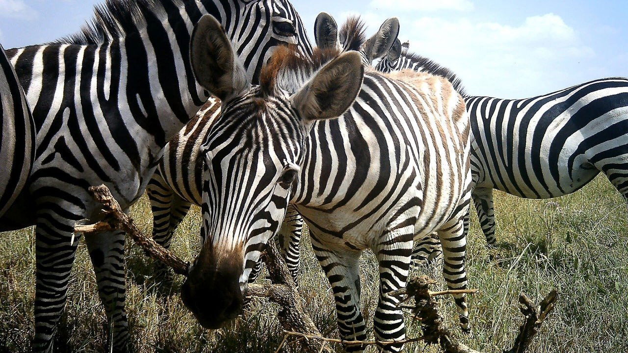 Backdrop for Amazing Animal Selfies