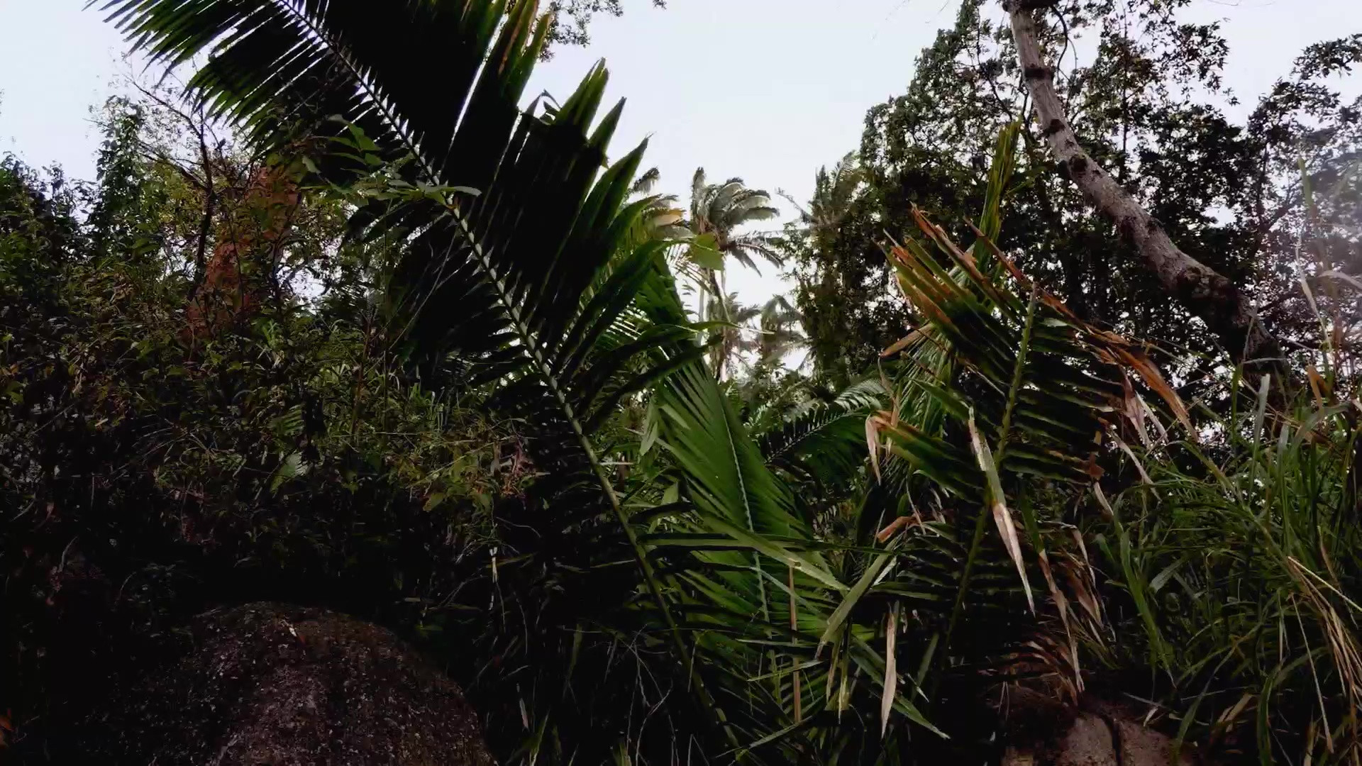 Backdrop for Seasons of the Wild