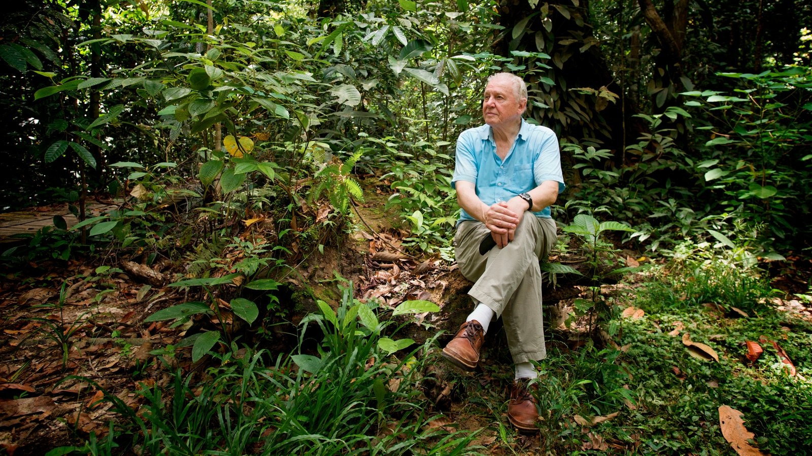 Backdrop for Attenborough: 60 Years in the Wild