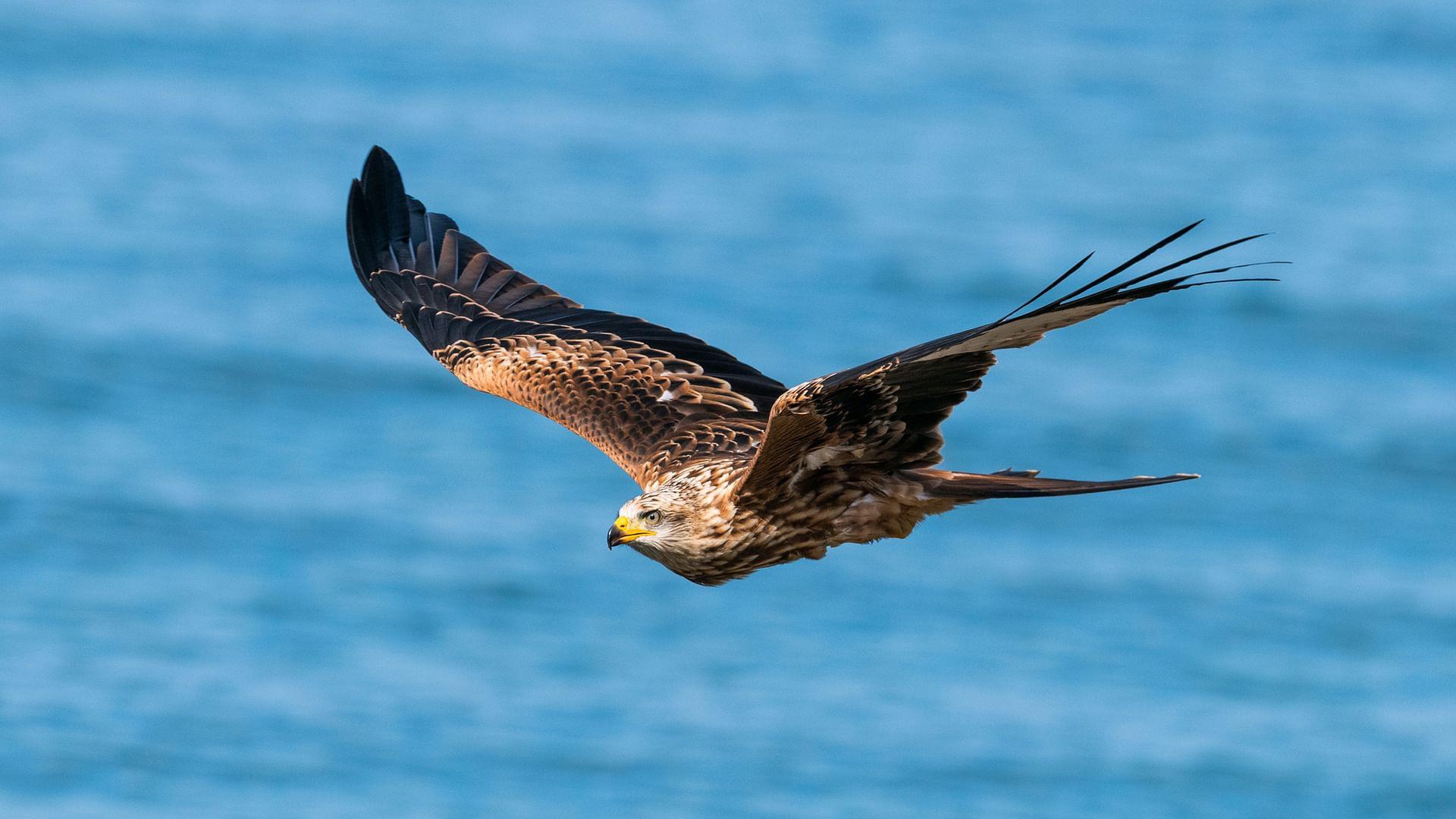 Backdrop for Zugvögel - Ein Jahr vergeht im Flug