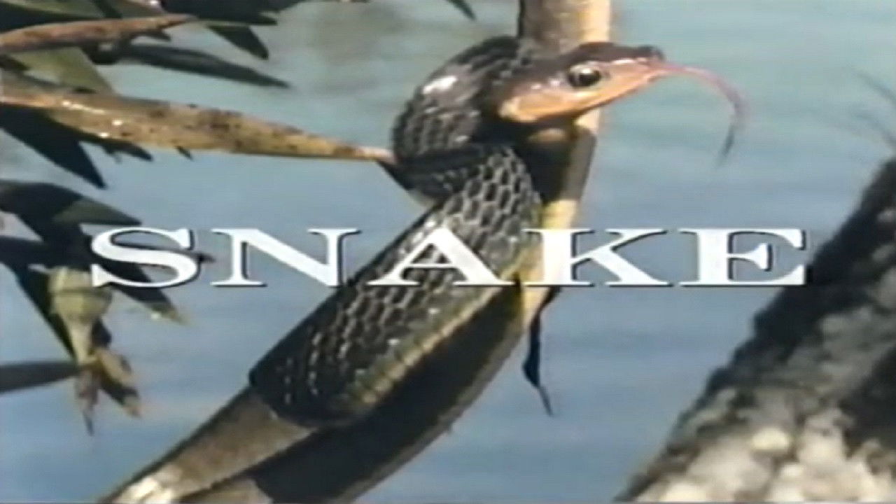 Backdrop for Predators of the Wild: Snake