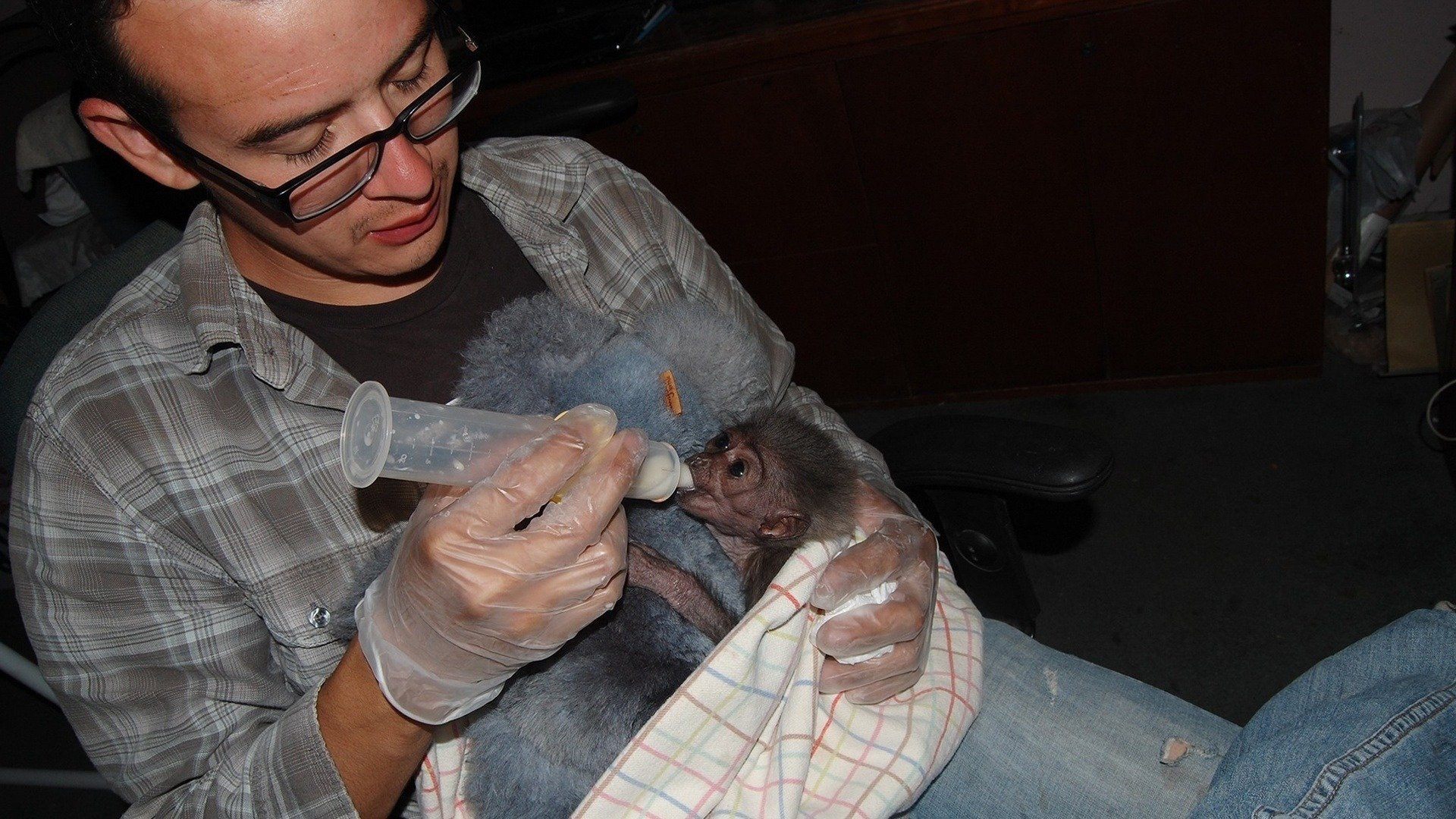 Backdrop for The Center: Gibbons and Guardians
