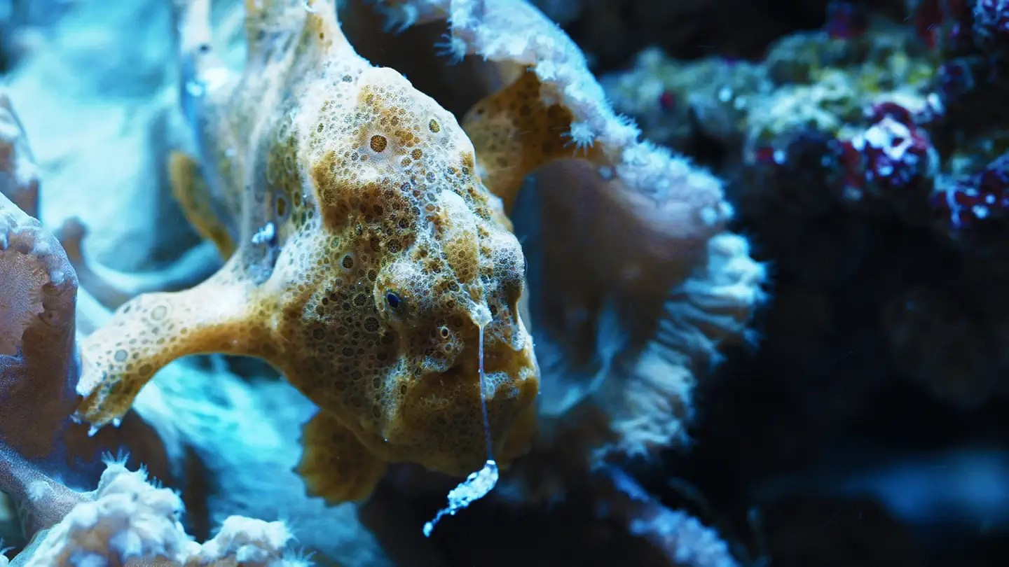 Backdrop for In for the Kill