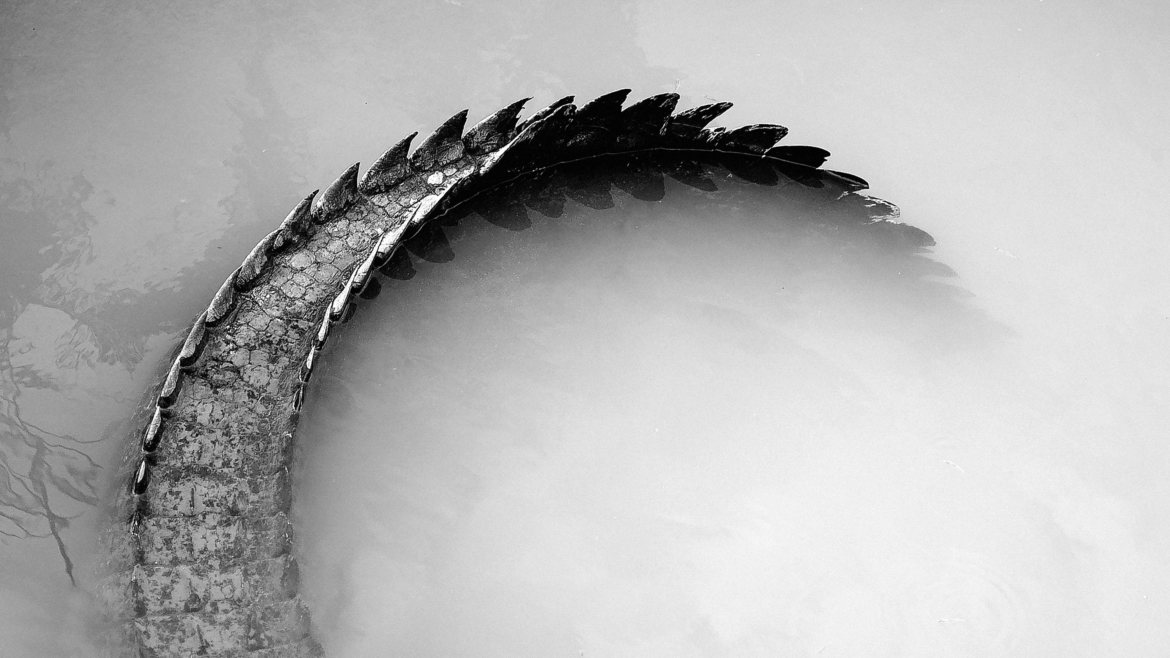 Backdrop for Gator Boys