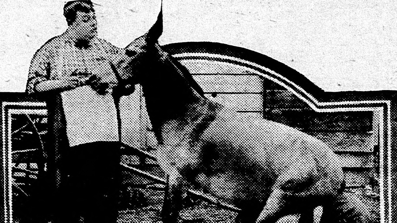 Backdrop for His Wedding Night