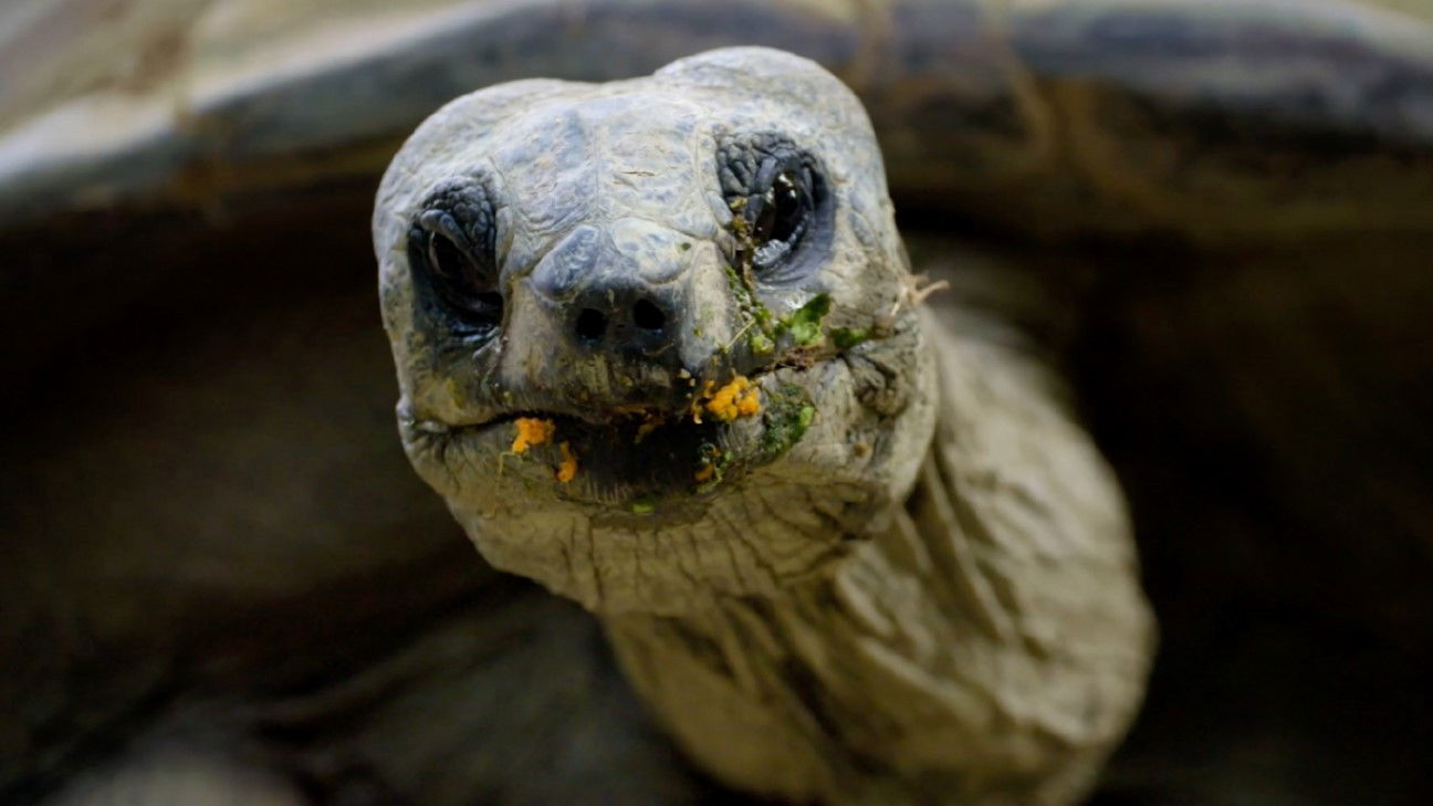 Backdrop for Tiergarten