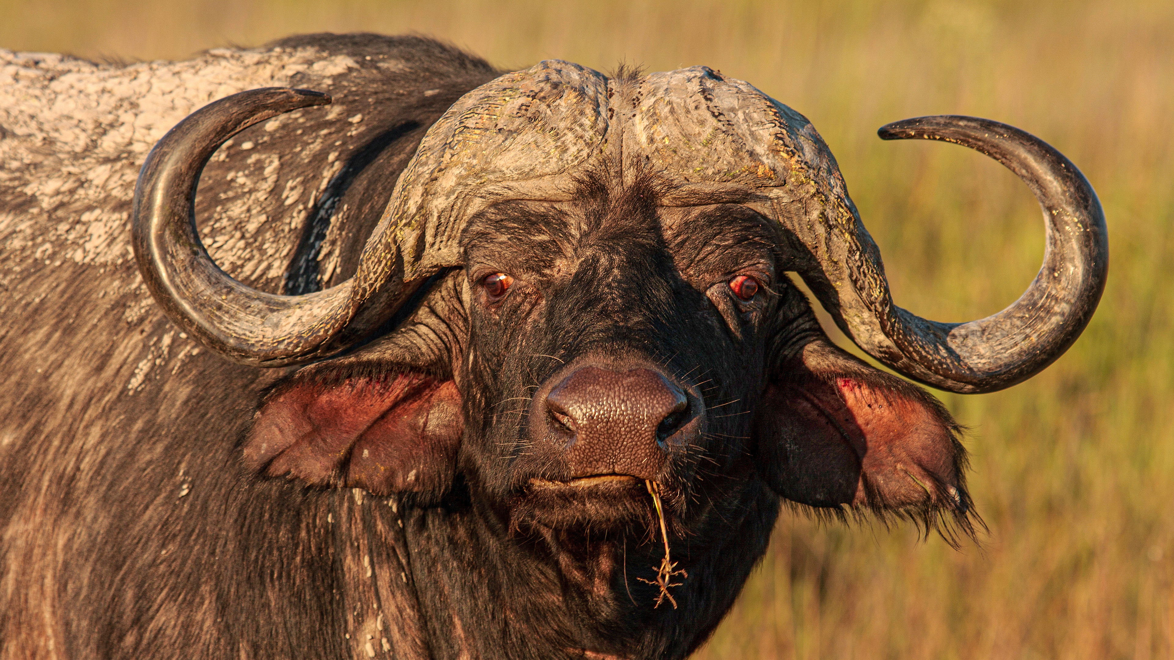 Backdrop for Blood Rivals: Lion vs Buffalo