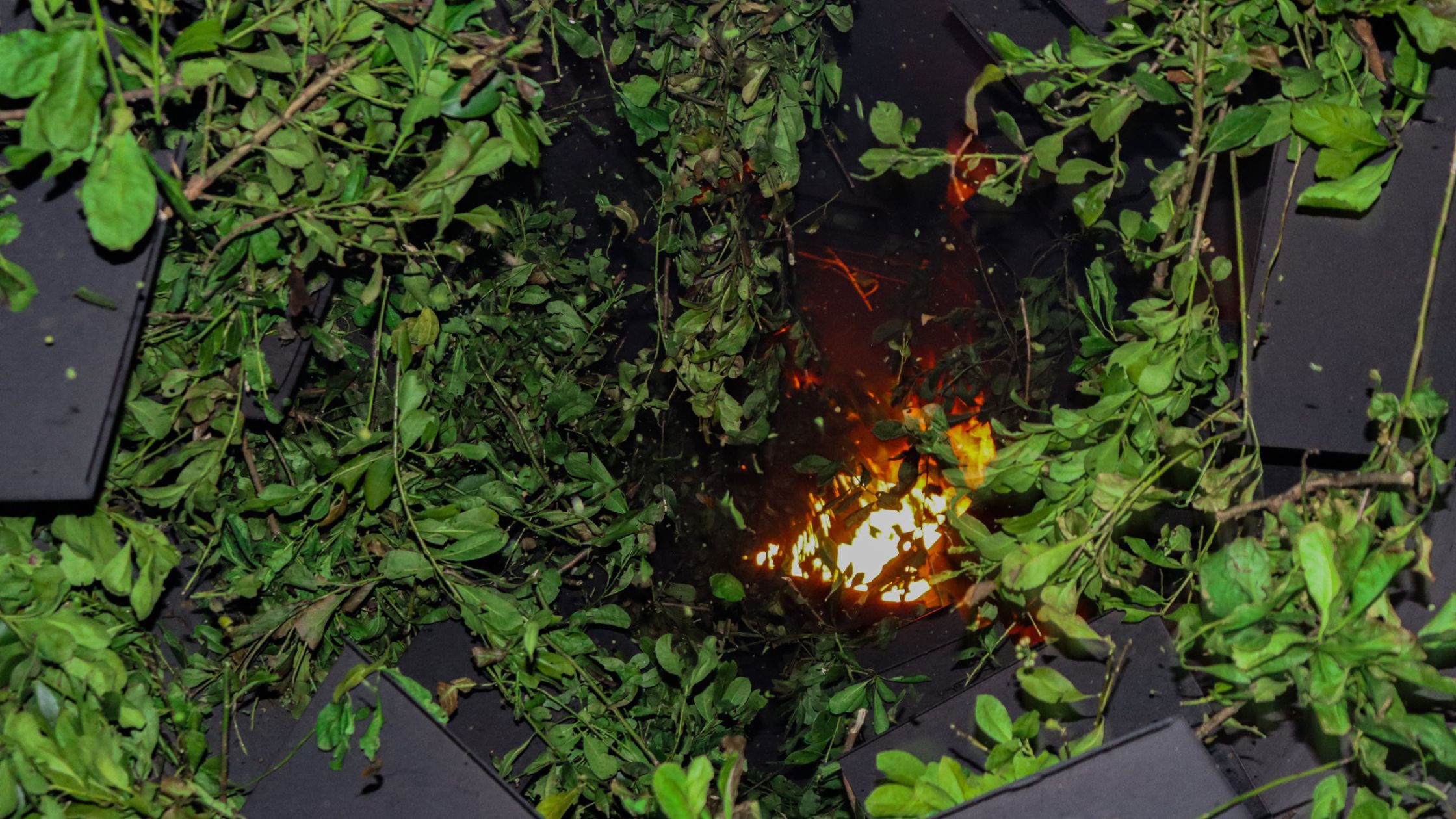 Backdrop for Primeira FEIMATE: Feira da Erva-Mate e Processo Produtivo da Erva-Mate - Historiando em Novo Barreiro