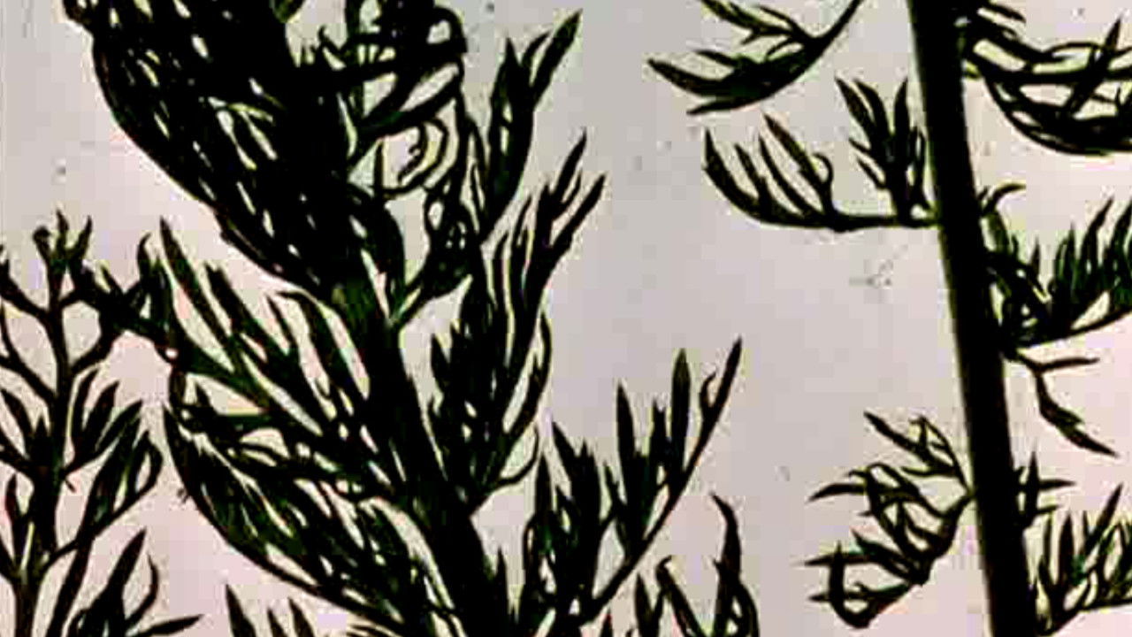 Backdrop for The Garden of Earthly Delights