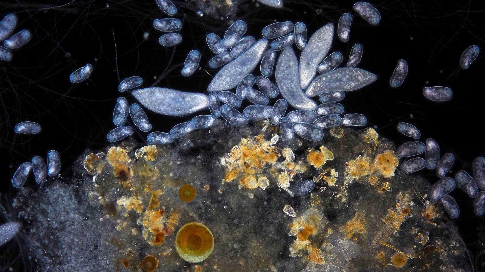 Backdrop for Planeta Microbio