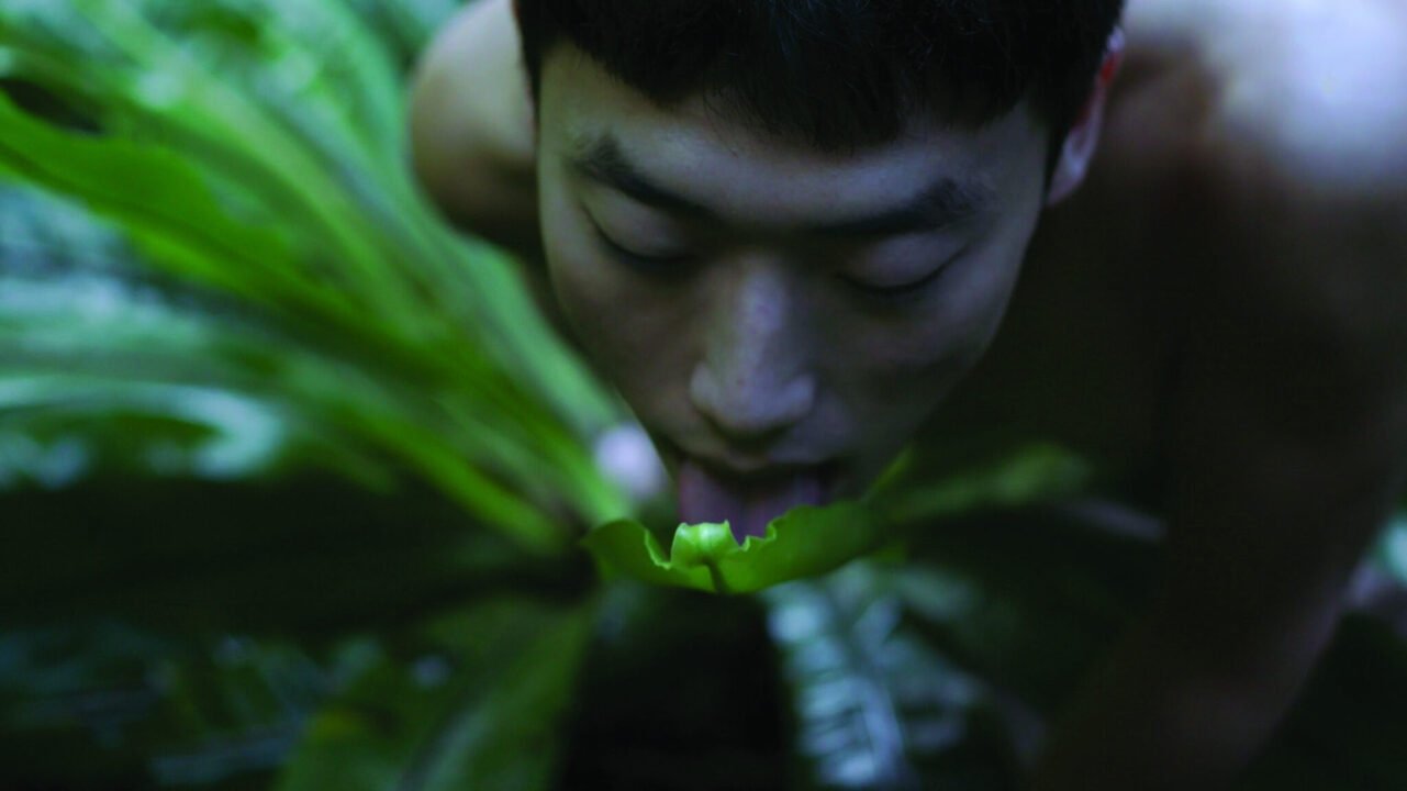 Backdrop for Pteridophilia