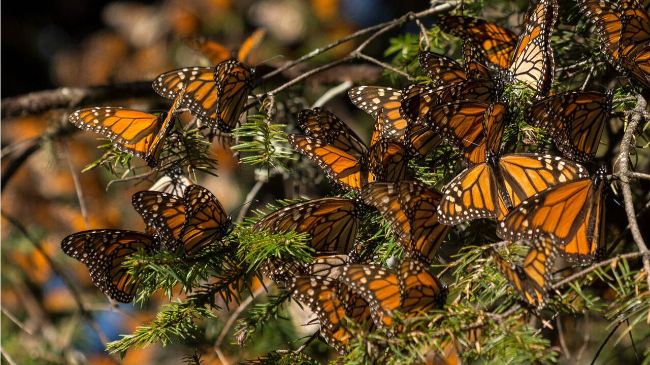 Backdrop for The Guardians