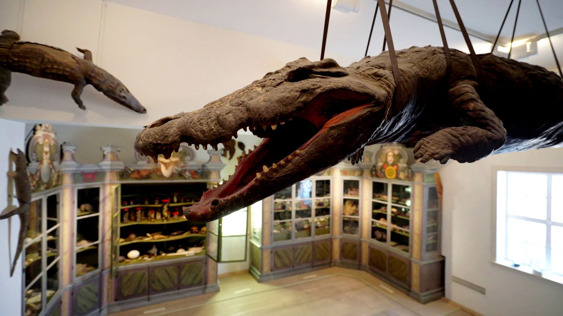 Backdrop for The Cultural History of Museums