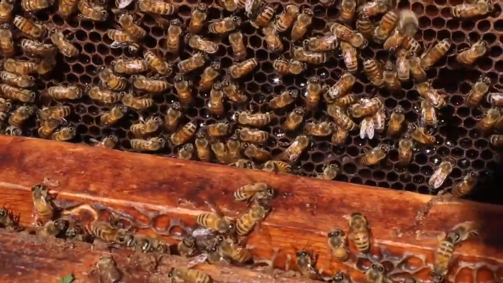 Backdrop for Jawaher