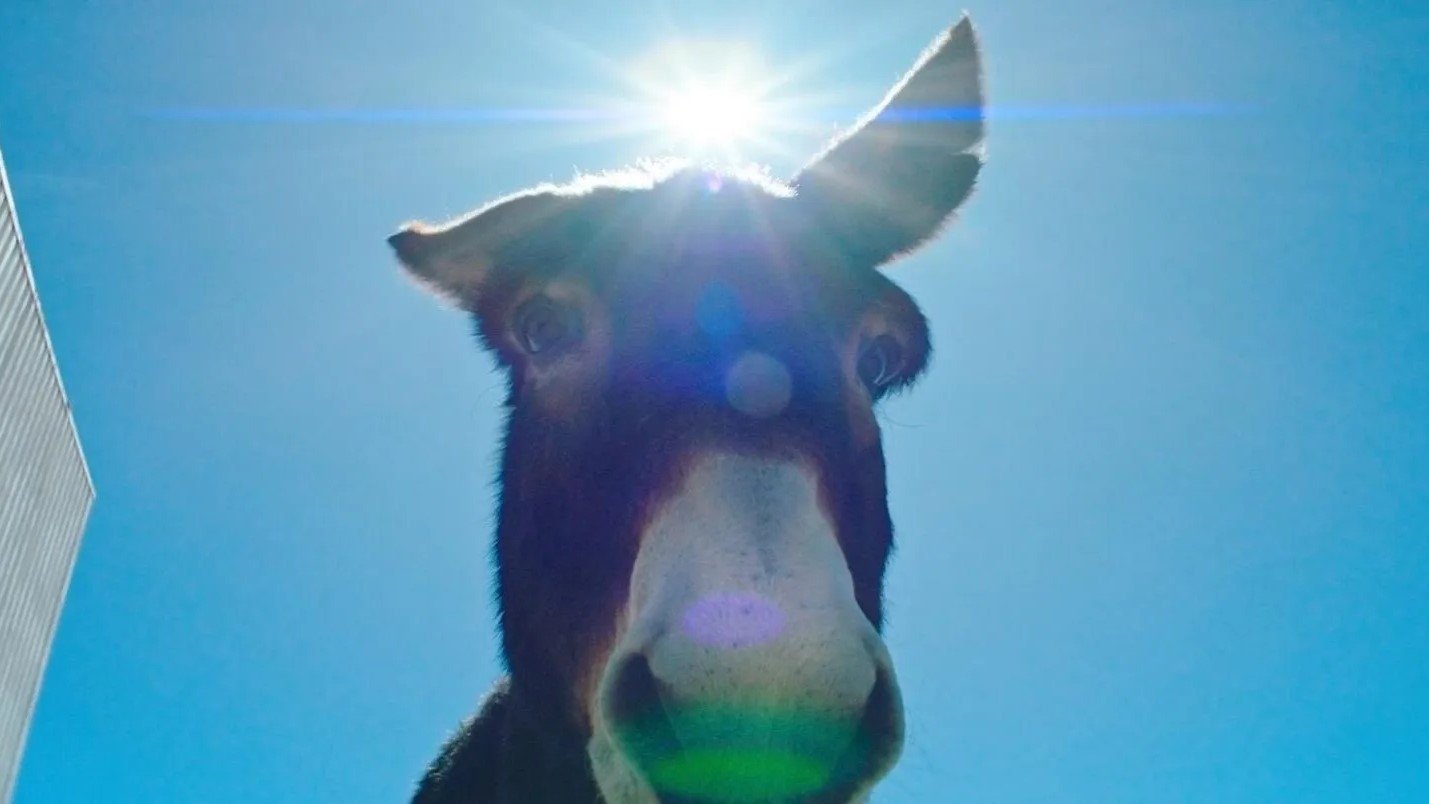 Backdrop for Perfectly a Strangeness