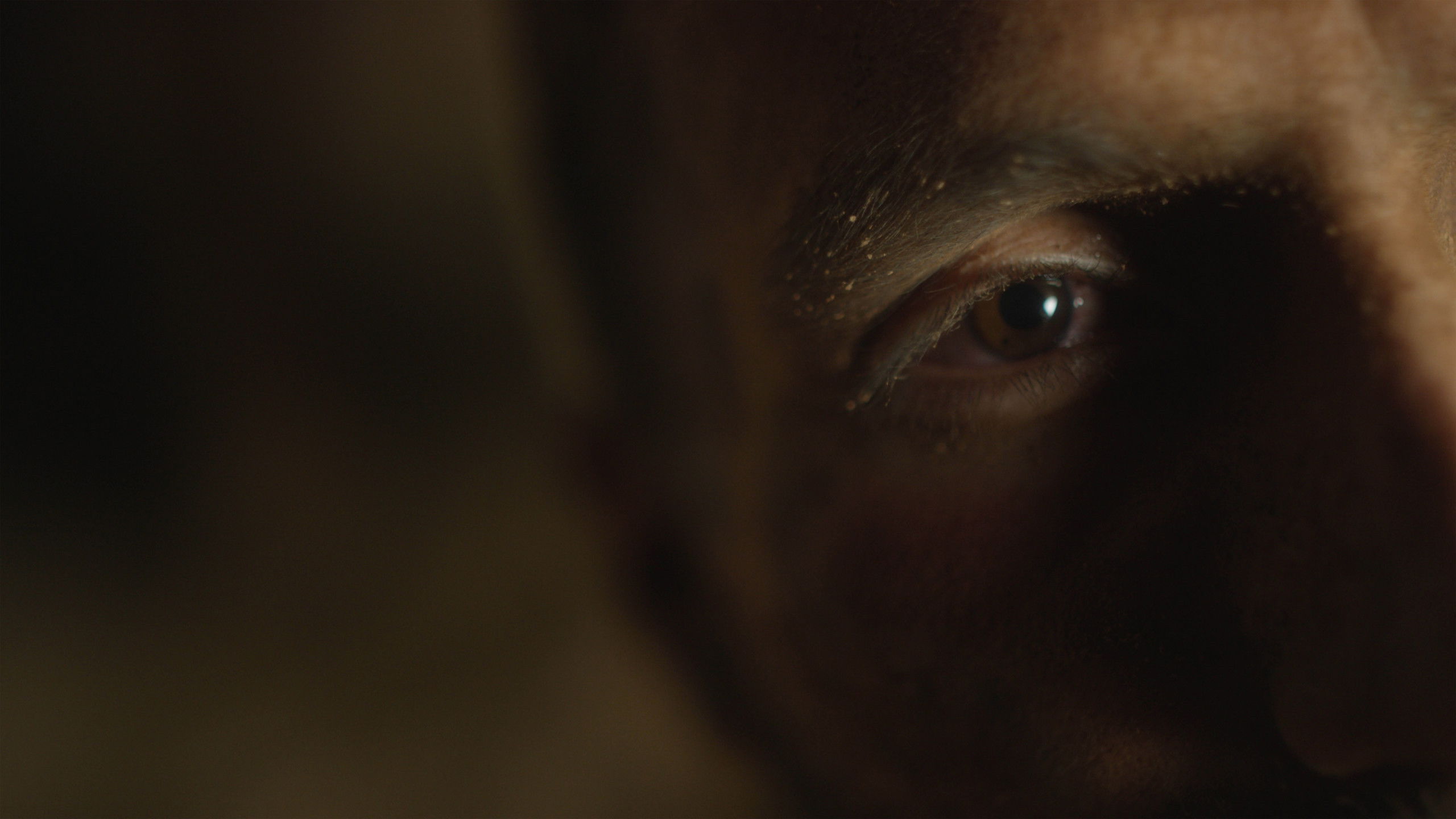 Backdrop for Alteration