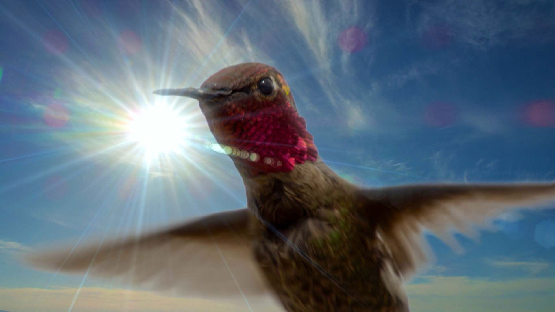 Backdrop for Life in the Air