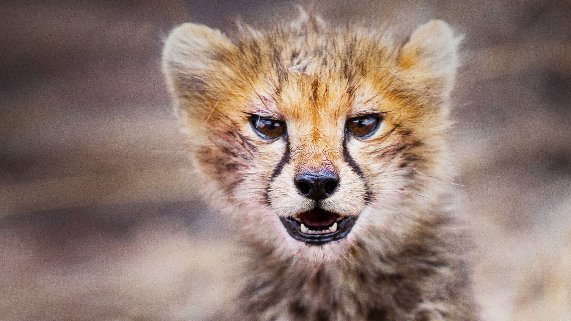 Backdrop for Born in Africa