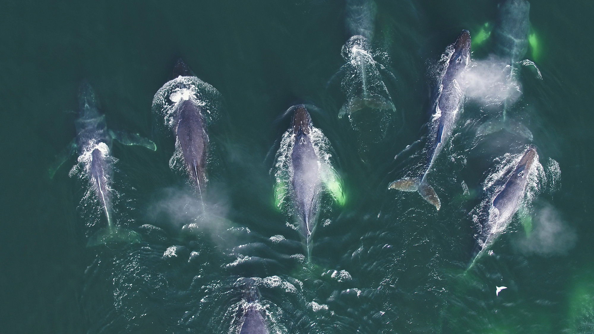 Backdrop for Genius Sea Hunters