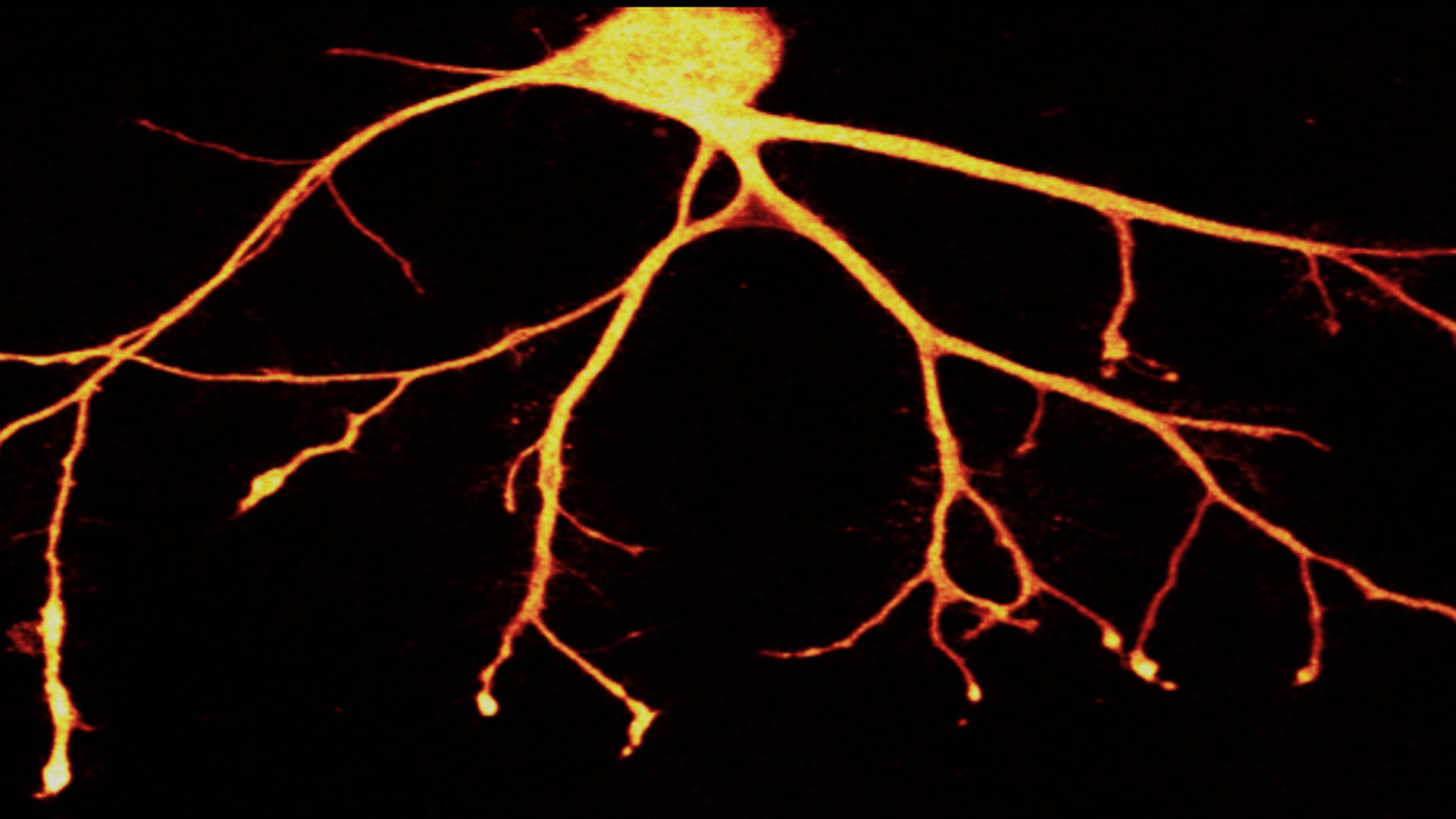 Backdrop for In Search of Memory