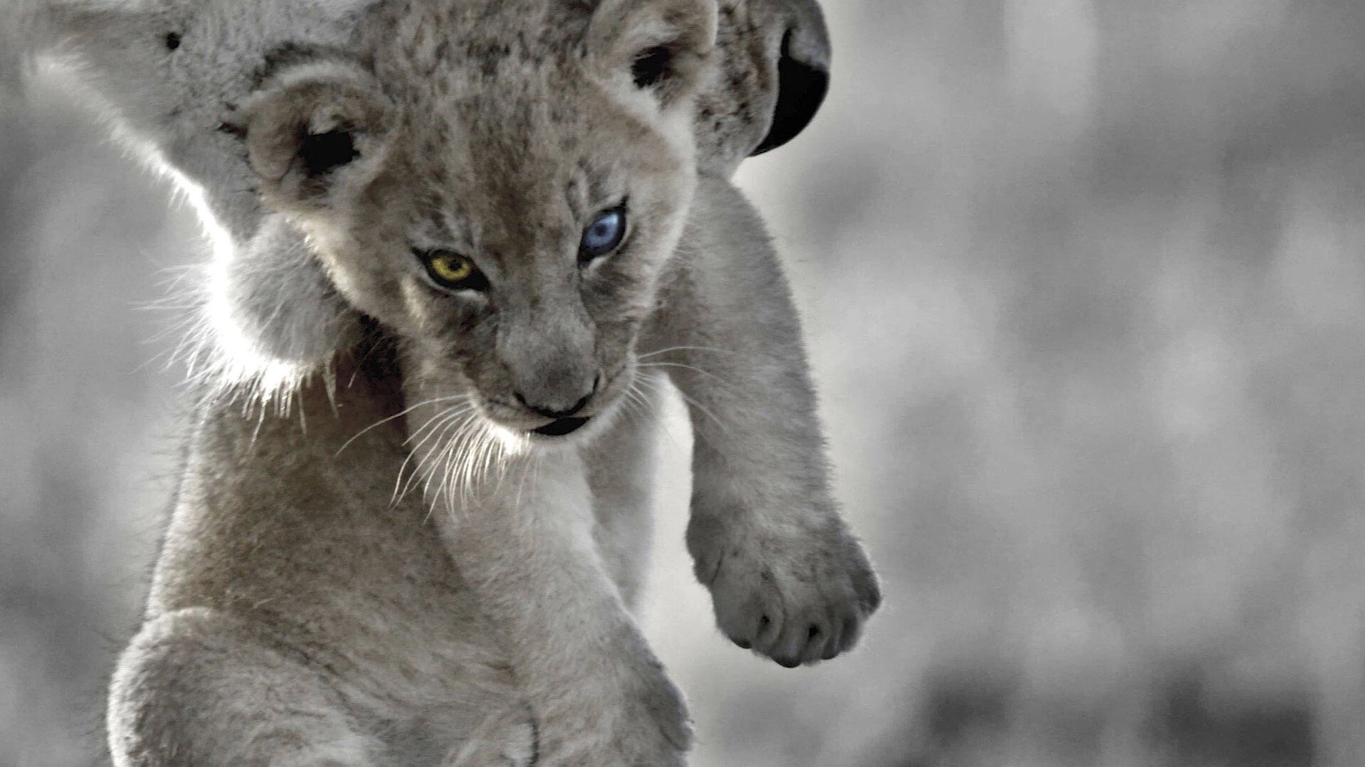 Backdrop for The Bastard King