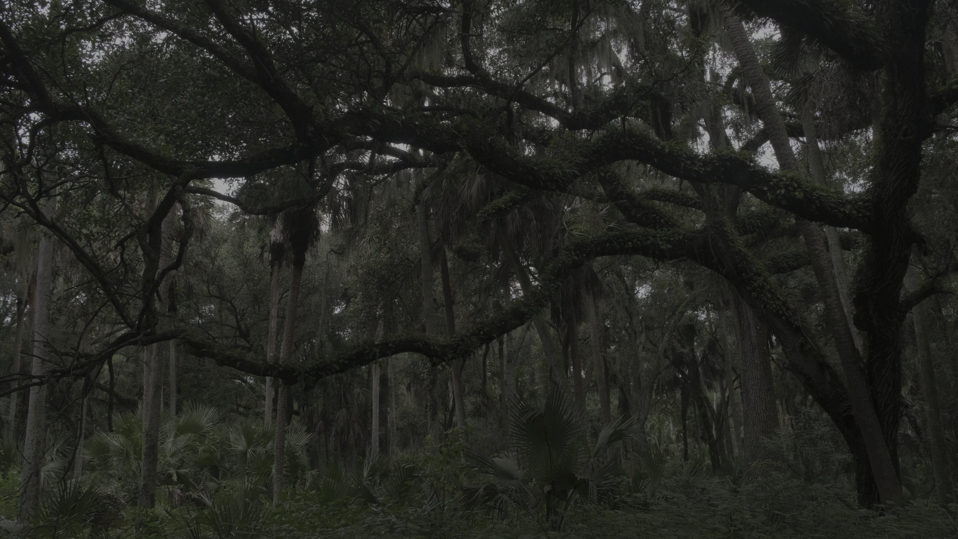 Backdrop for Nomotopowell