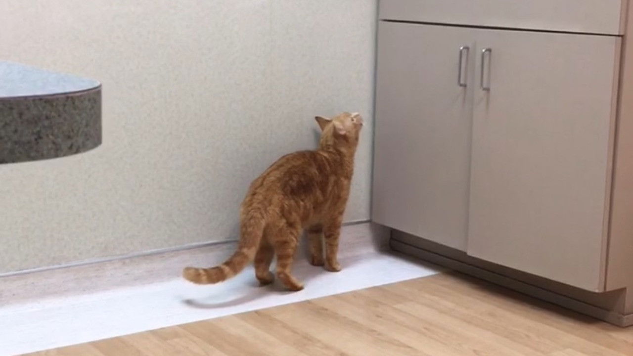 Backdrop for The Adventures of Murphy the Cat #4