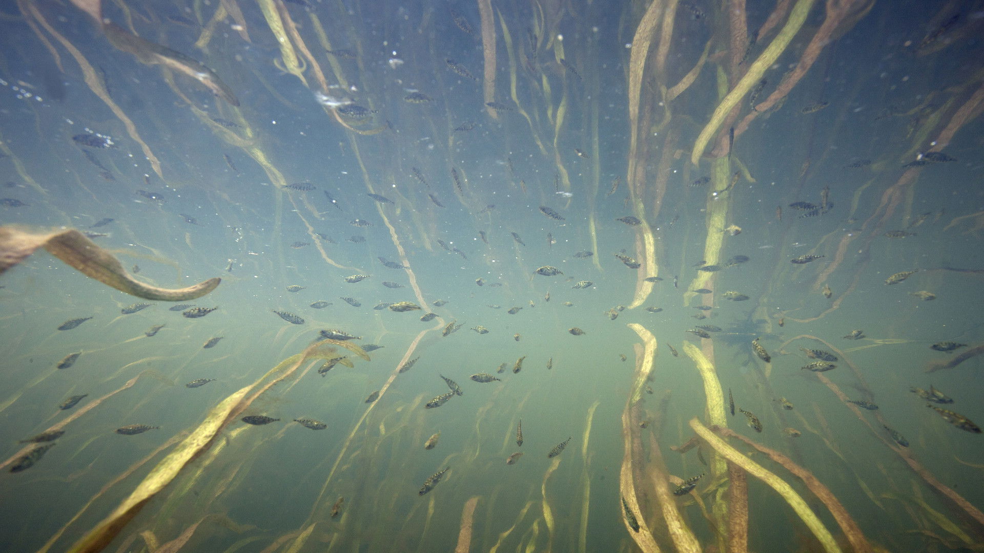 Backdrop for Nederland onder water