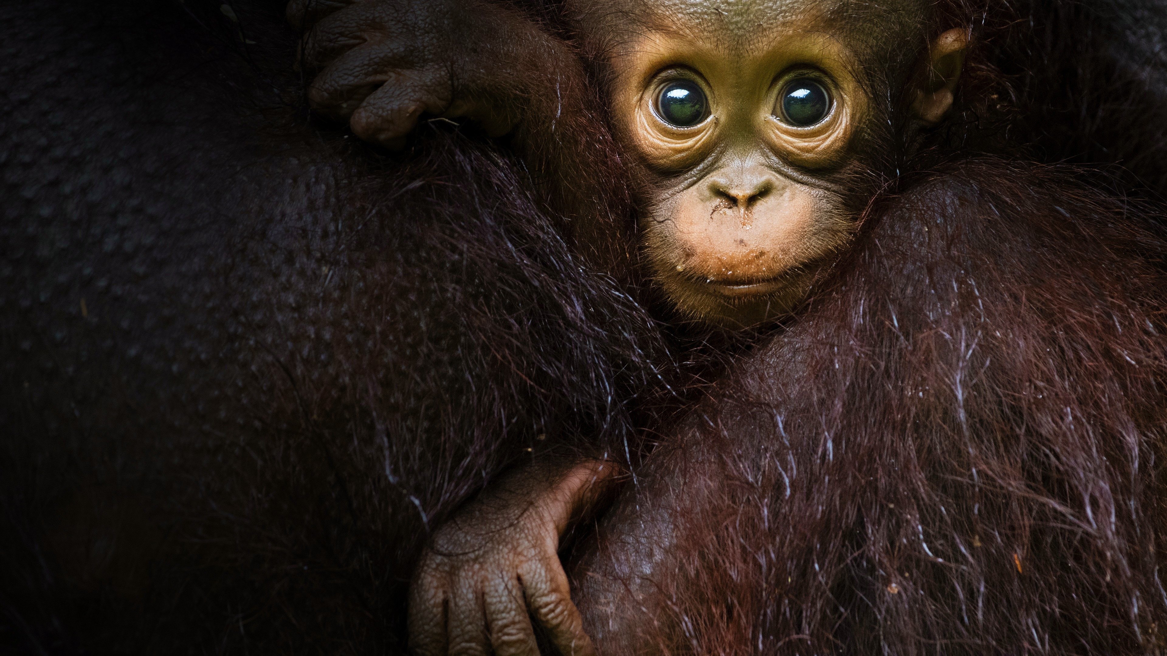 Backdrop for Eden: Untamed Planet