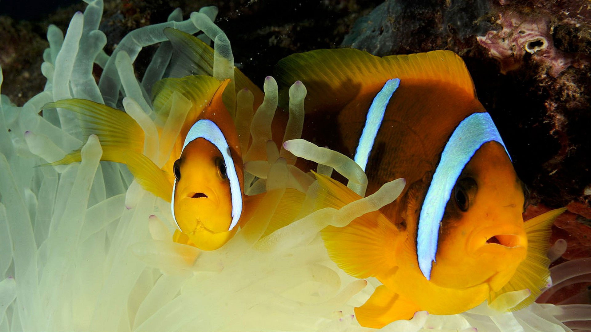 Backdrop for Filmstar Fish: Struggle For Survival