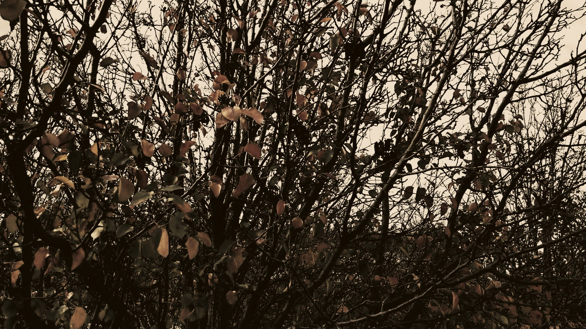 Backdrop for Meshes of an Autumn Afternoon