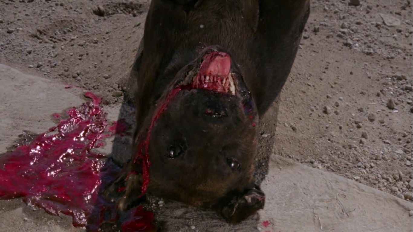 Backdrop for The Big Dead Dog