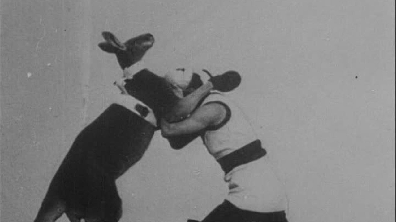 Backdrop for The Boxing Kangaroo