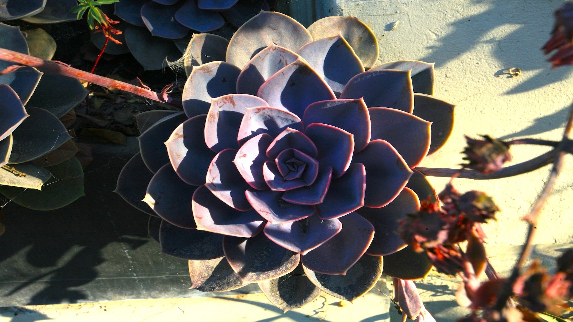 Backdrop for Regeneration