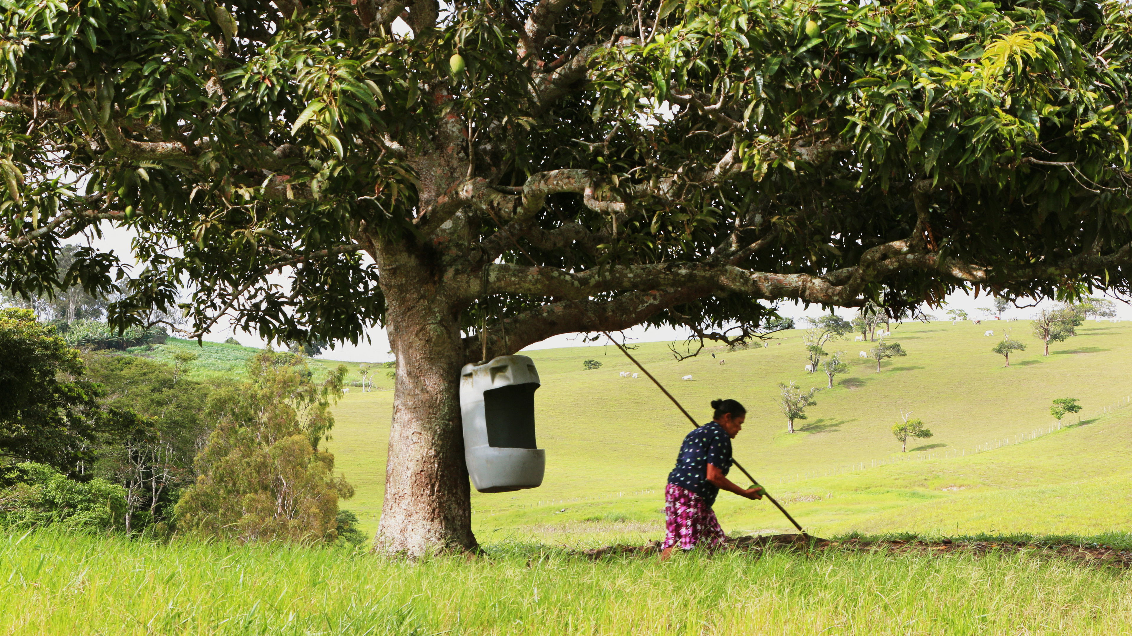 Backdrop for News from São Paulo