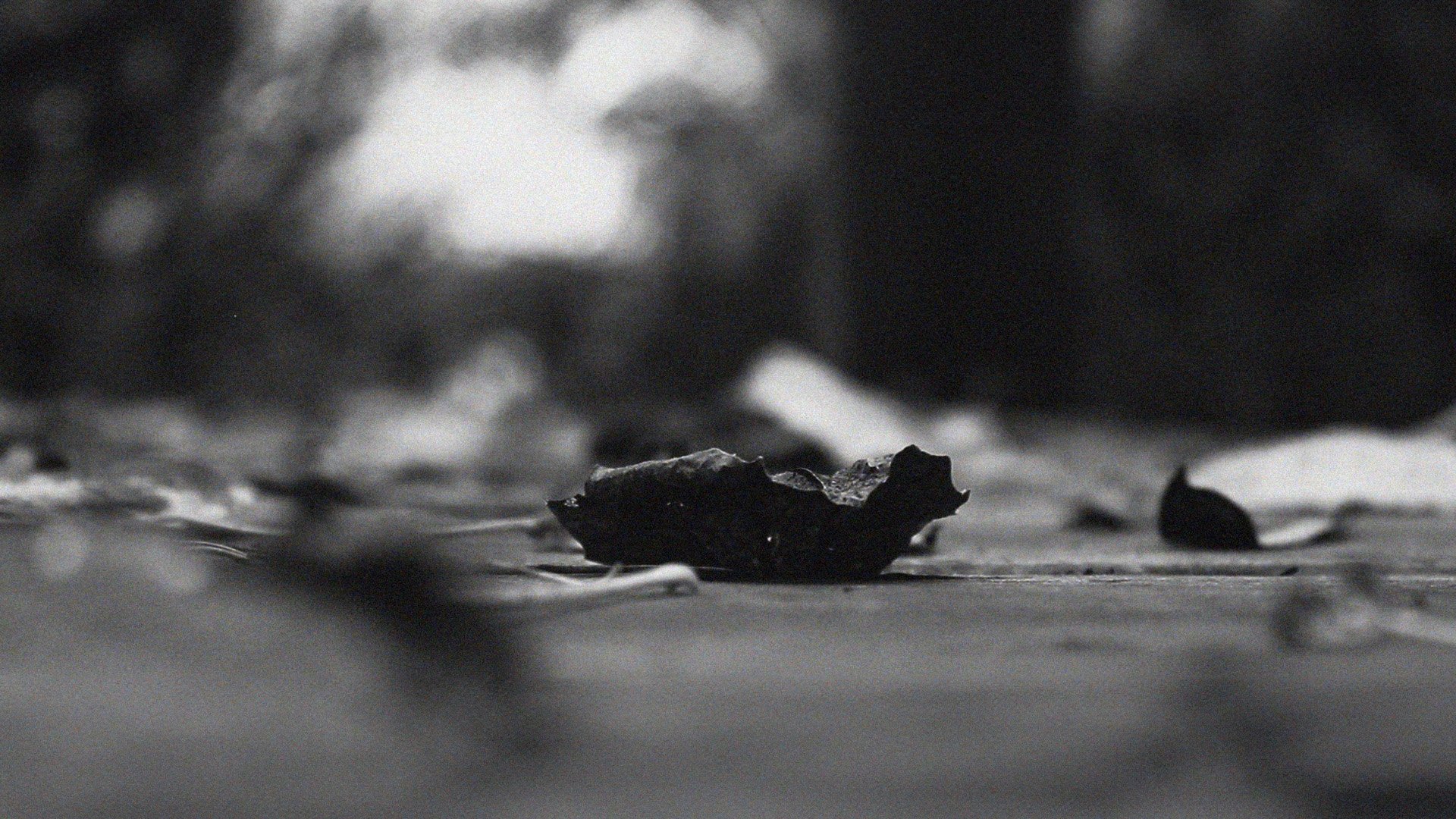 Backdrop for The pulse of everything from where we arose and departed