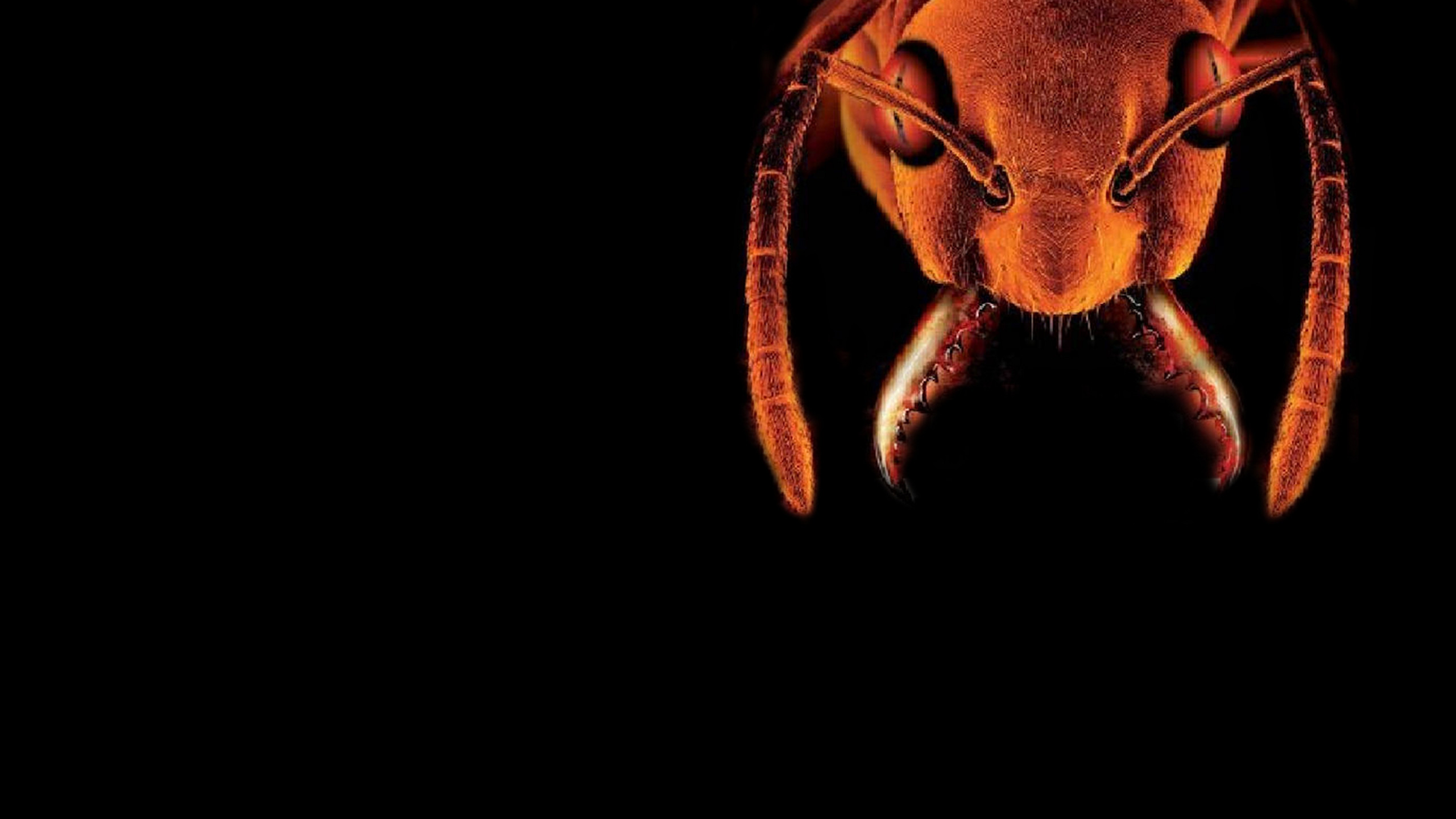 Backdrop for Glass Trap