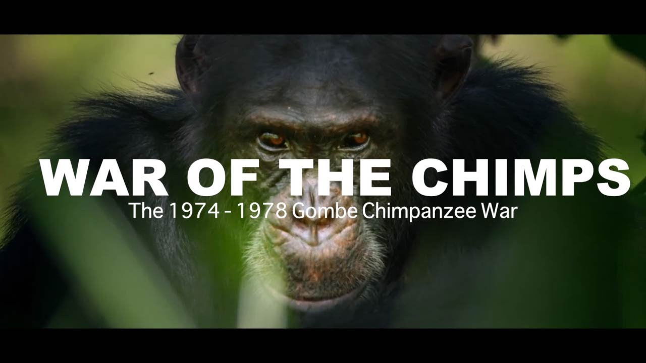 Backdrop for World War Chimp | The Brutal 1974 - 1978 Gombe Chimpanzee War: Documentary