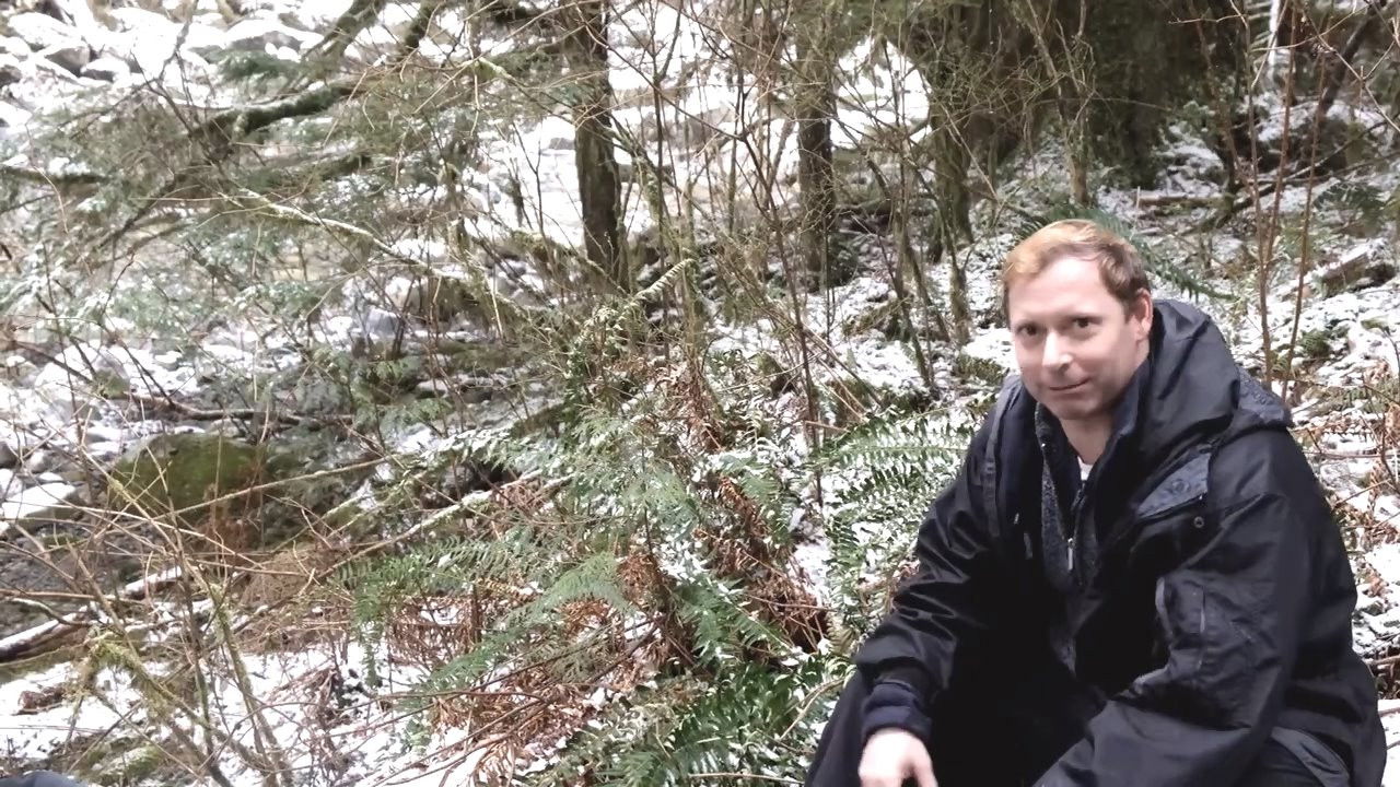 Backdrop for Searching for Sasquatch Chapter II  The Watchers