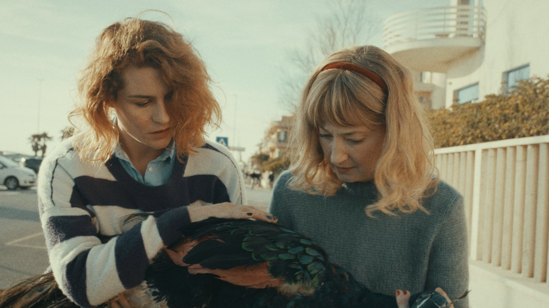 Backdrop for The Peacock’s Paradise