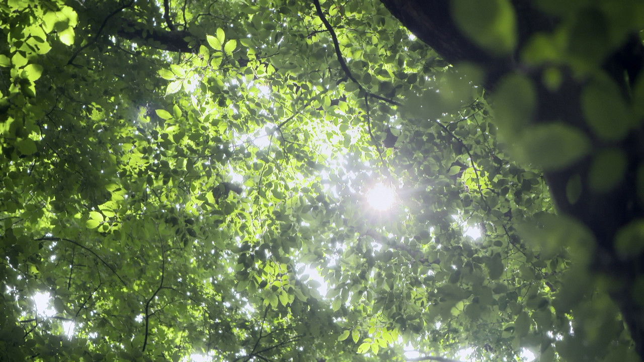 Backdrop for Yellow Brick Road